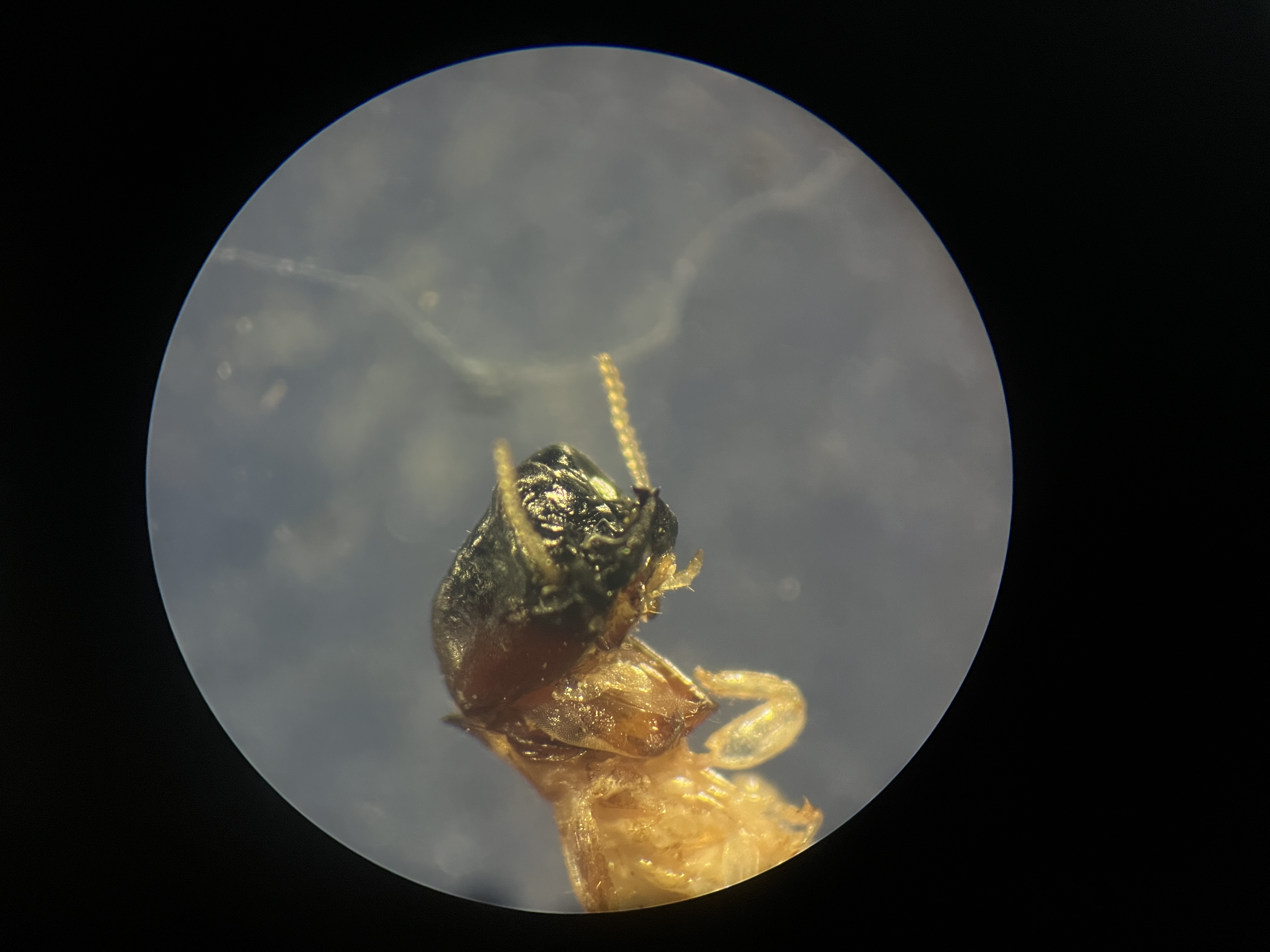 乾木白蟻 圖片 3