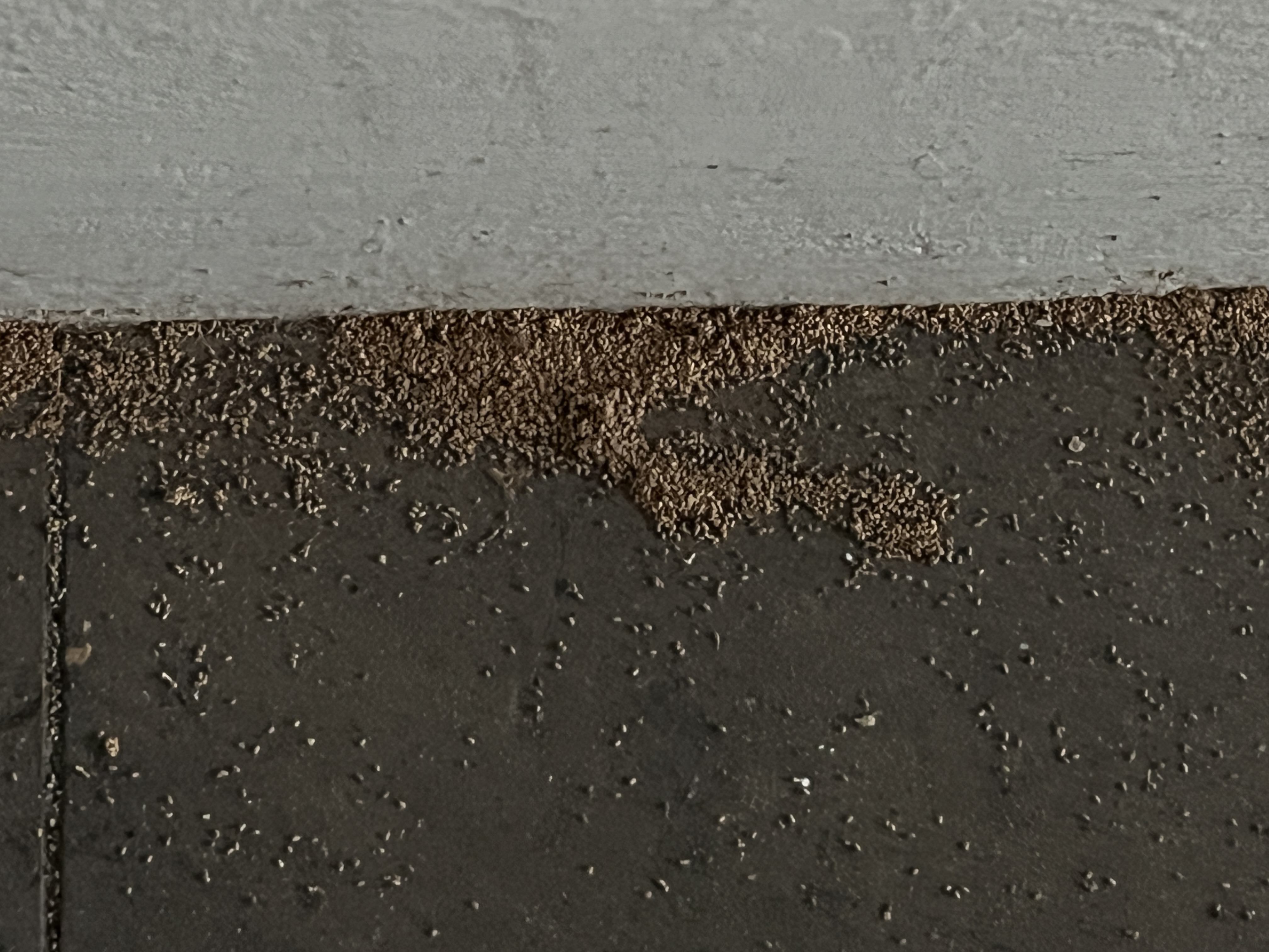 乾木白蟻 圖片 4