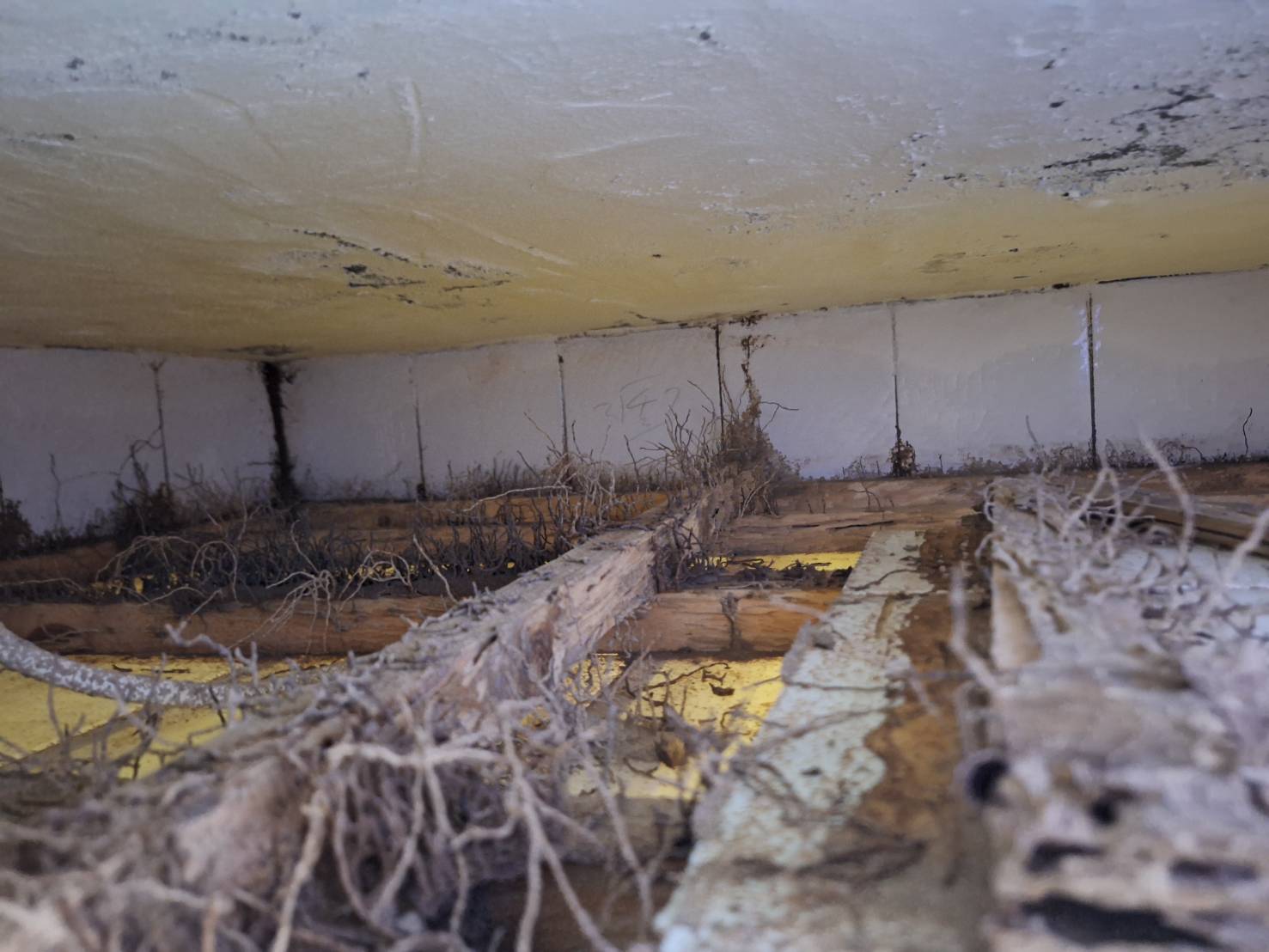 家白蟻 圖片 1