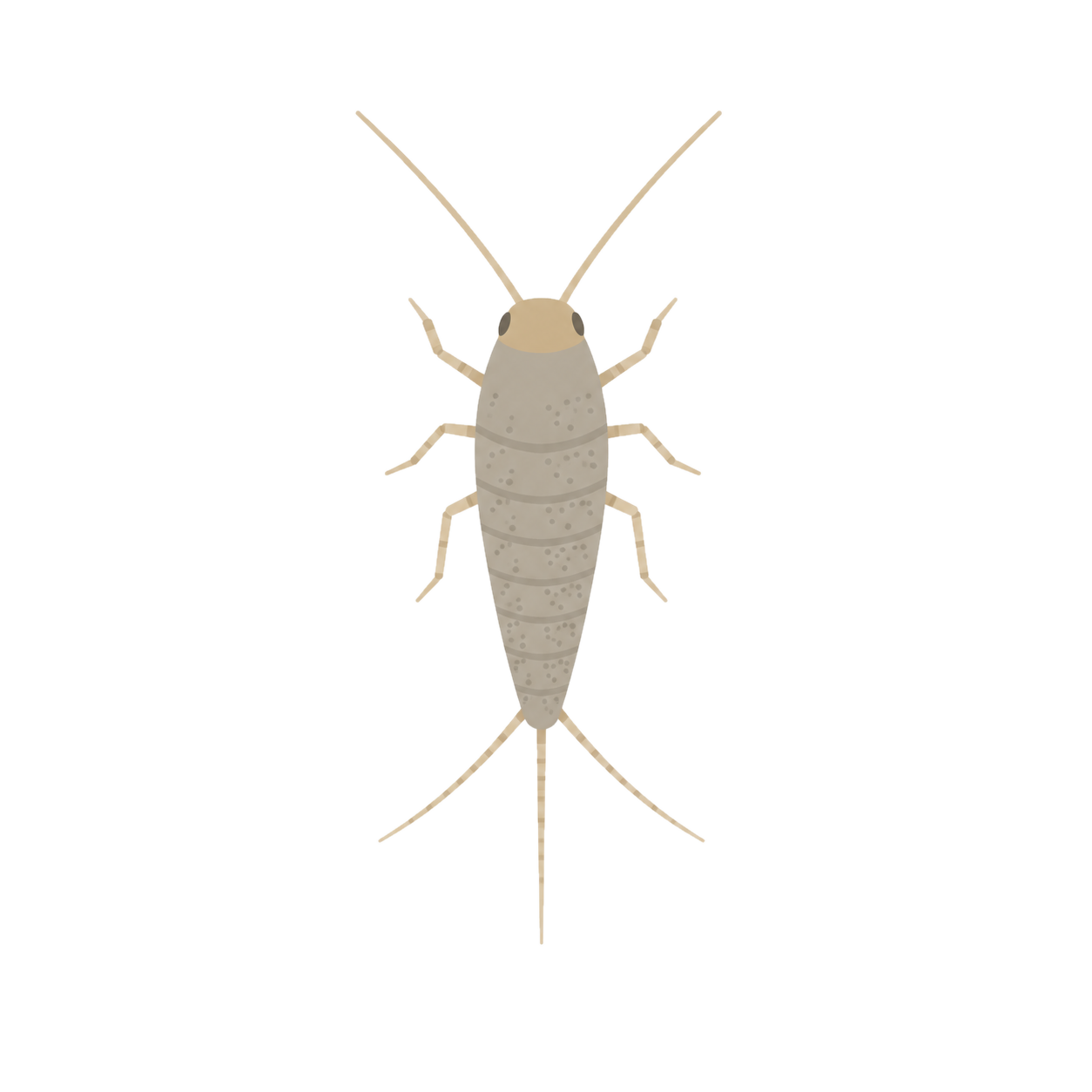 衣魚