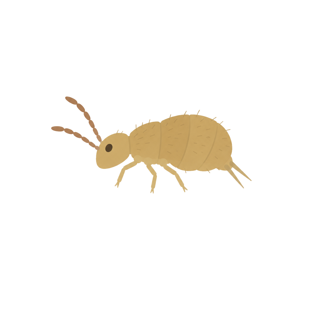 跳蟲