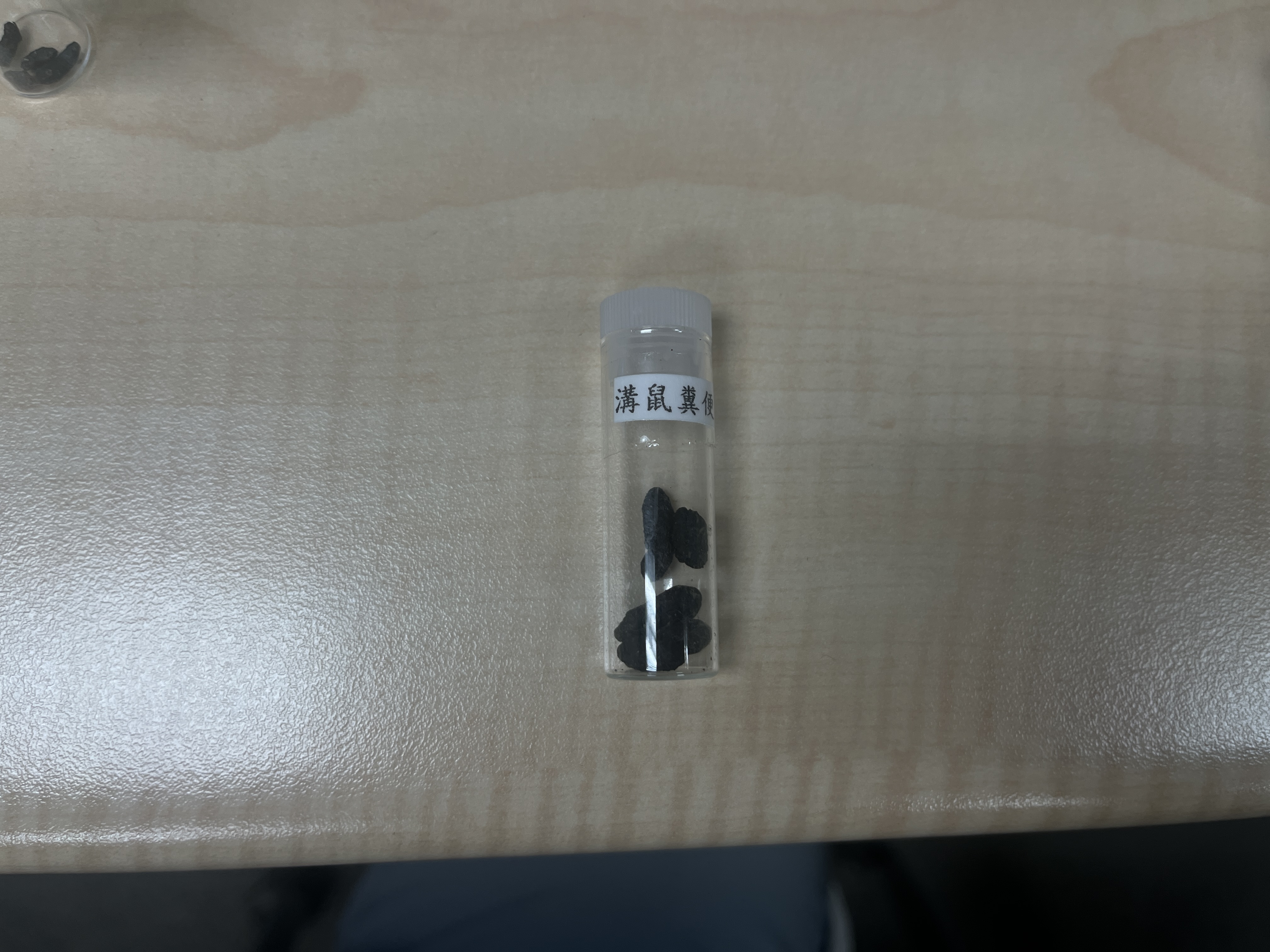 老鼠（溝鼠） 圖片 1