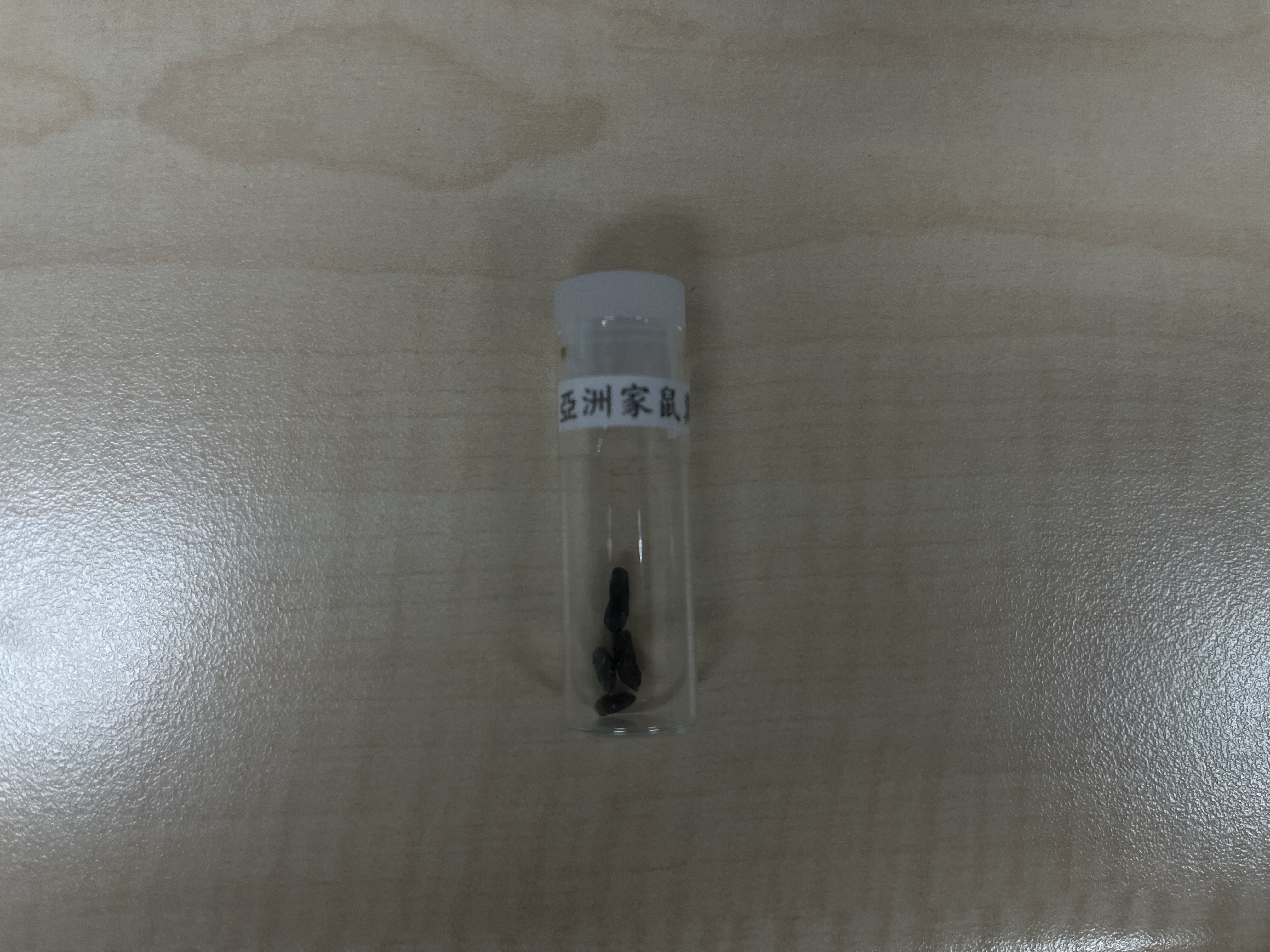 老鼠(屋頂鼠) 圖片 1