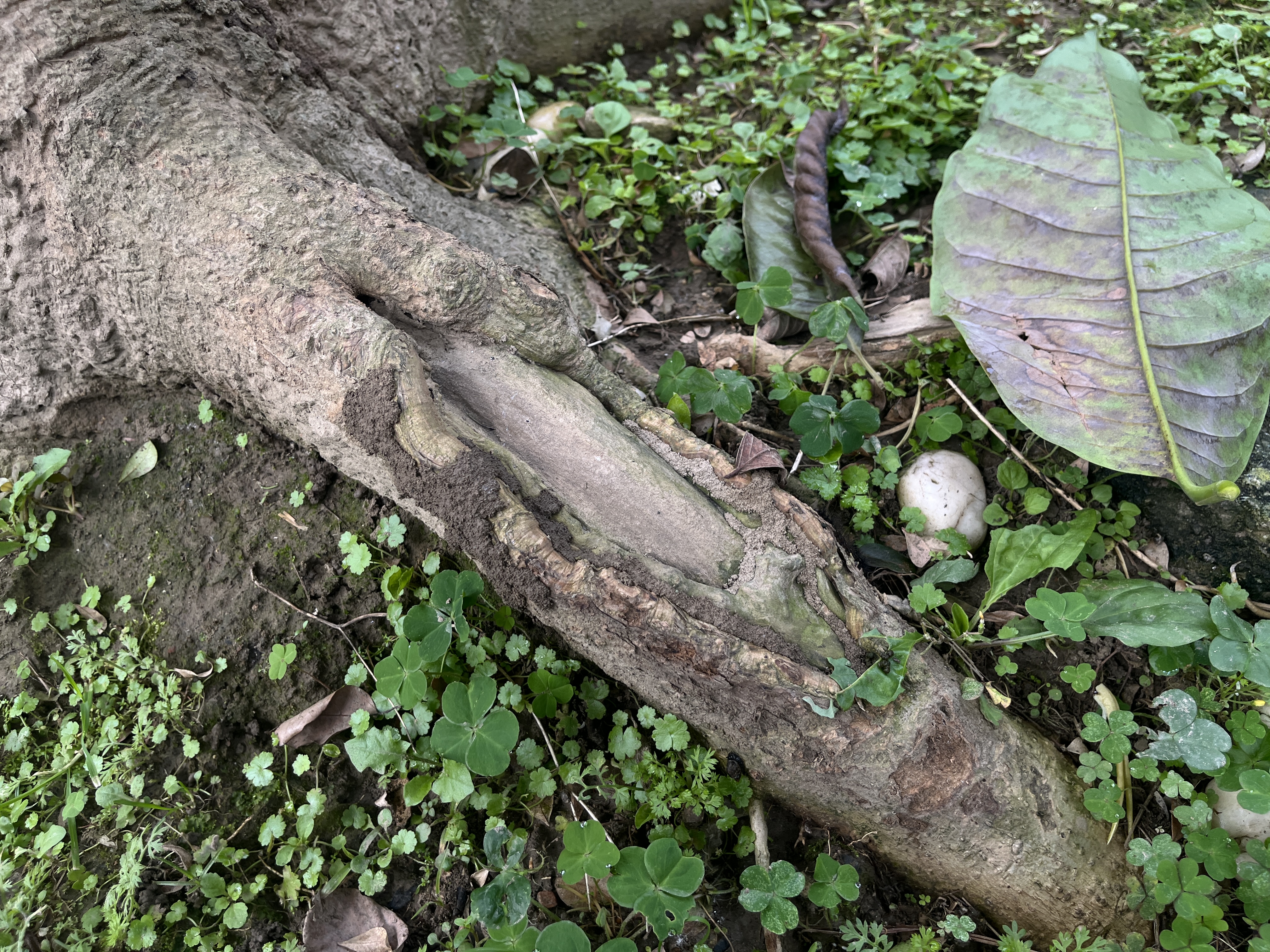 土白蟻 圖片 1